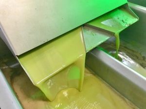AOVE en frío en la ruta del Aceite de Oliva Virgen Extra Picual