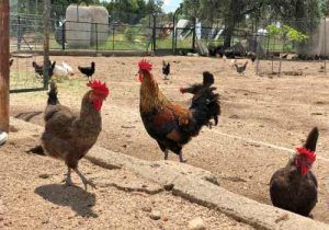 Huevos de calidad producidos de una manera local y honrada, en una granja a tan sólo 80 km de Madrid. Variedad de gallinas en libertad, alimentación natural a base de higos, pimentón de la vera, bellotas, pienso natural y lo que encuentran en el campo. Diferentes tipos de gallinas como la de Guinea.