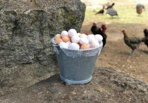 Huevos de calidad producidos de una manera local y honrada, en una granja a tan sólo 80 km de Madrid. Variedad de gallinas en libertad, alimentación natural a base de higos, pimentón de la vera, bellotas, pienso natural y lo que encuentran en el campo. Diferentes tipos de gallinas como la de Guinea.