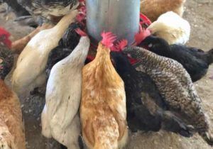 Huevos Ecologicos, Granja Ecológica, Alimentación Ecológica, Gallinas en Libertad, Cobardes y Gallinas