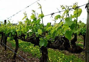 La evolución en el Cultivo de la Vid se debe a las Nuevas Tecnologías. Se busca la calidad del vino con un cultivo y producto ecológico, que favorezca un consumo responsable y sostenible con la Biodiversidad. Viñedos y Bodegas que producen respetando la naturaleza y el Medioambiente.