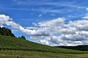 La evolución en el Cultivo de la Vid se debe a las Nuevas Tecnologías. Se busca la calidad del vino con un cultivo y producto ecológico, que favorezca un consumo responsable y sostenible con la Biodiversidad. Viñedos y Bodegas que producen respetando la naturaleza y el Medioambiente.