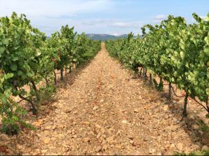 Bodega-Finca-Río-Negro-Finca