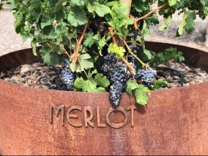 Bodega-Finca-Río-Negro-Merlot