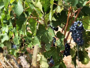 Bodega-Finca-Río-Negro-Racimo-Uvas