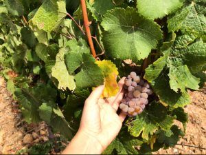 Bodega-Finca-Río-Negro-Uvas
