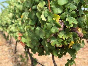 Bodega-Finca-Río-Negro-Uvas