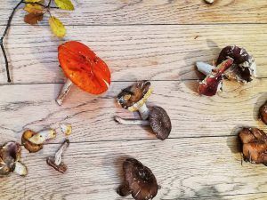 Soria-Gastronómica-2018-Setas