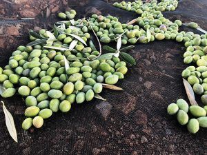 Aceite-de-Oliva-Virgen-Extra-Palacio-de-los-Olivos-Aceitunas-Recolección