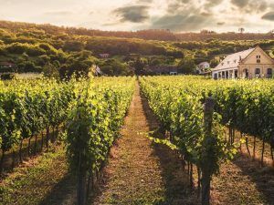 Nuevas Rutas Gastronómicas Saborea España- Viñedo