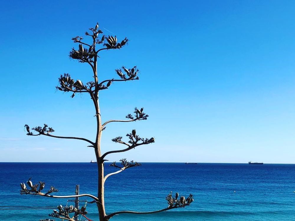 lo mejor de formentera - arbol atzavara