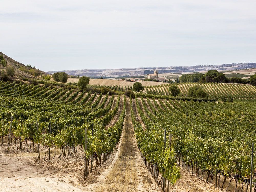 BODEGAS VALTRAVIESO - RIBERA DEL DUERO VIÑEDOS EN ALTURA