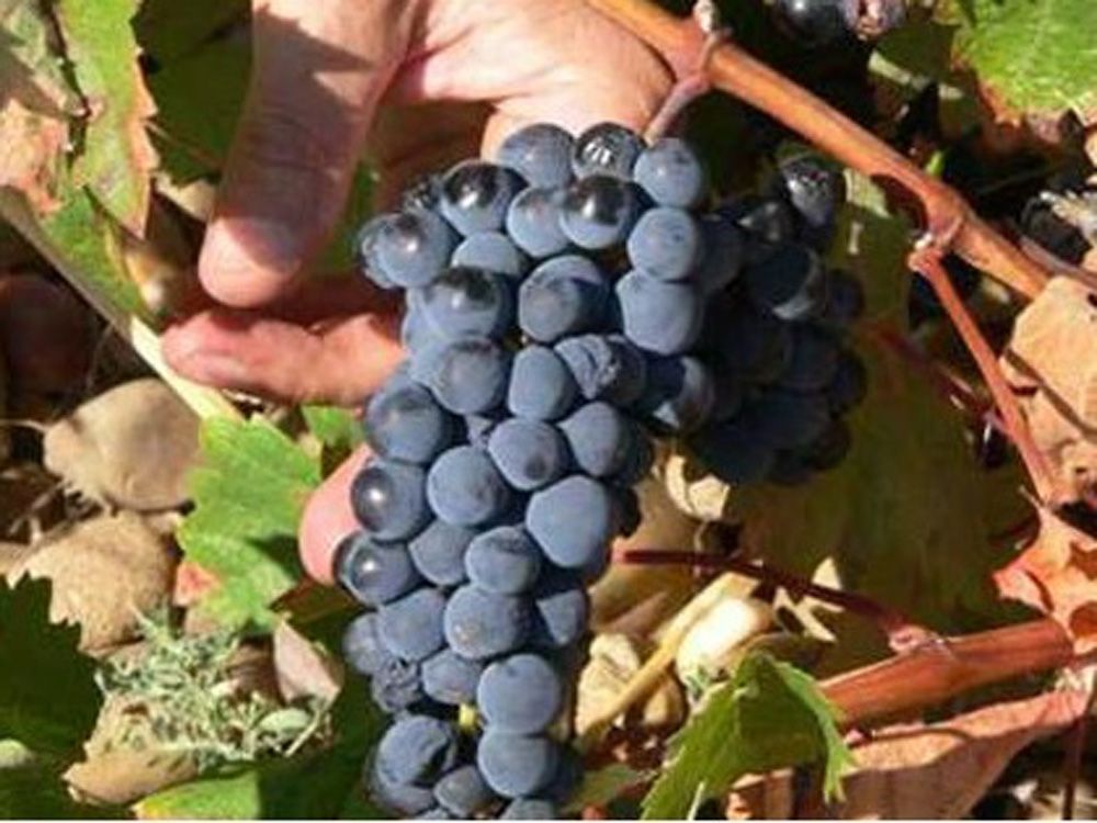 BODEGAS SOBREÑO - DO TORO UVA TINTA DE TORO