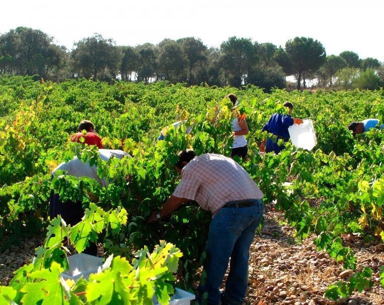 BODEGAS SOBREÑO D O TORO ORO VIÑEDOS