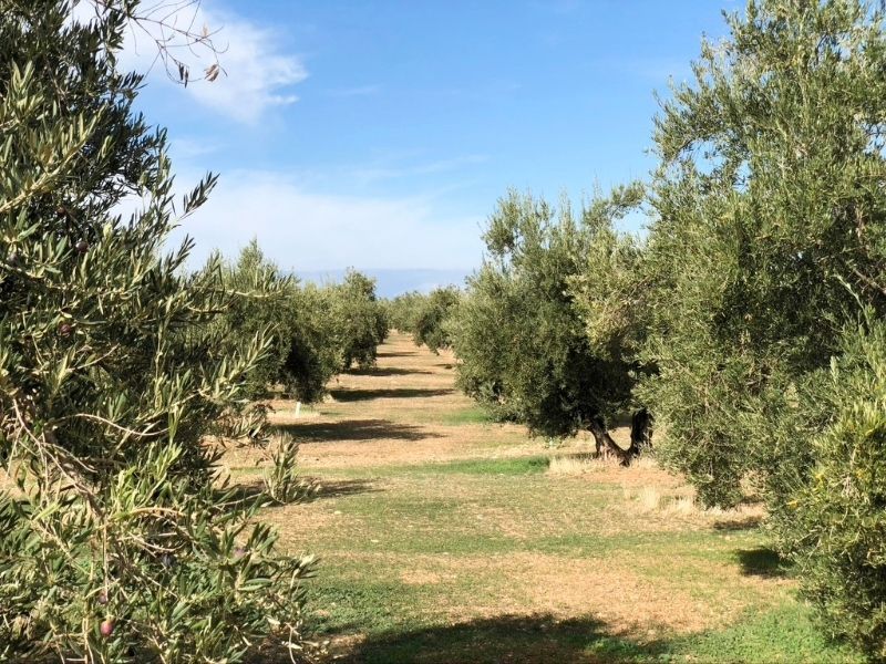 campo aceite sierra mágina