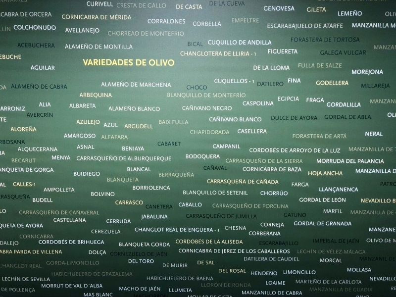 museo aceite sierra mágina