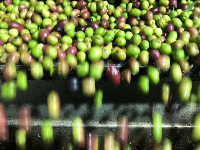 melgarejo aceite sierra mágina