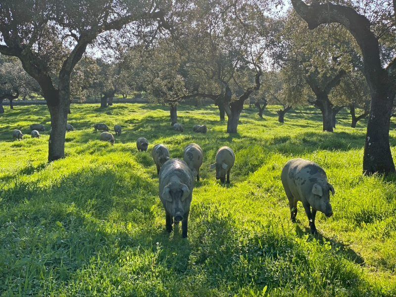 campo de jamón joselito