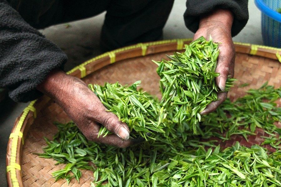 té de calidad planta