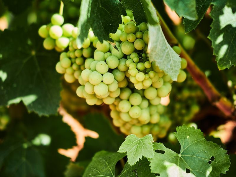 uvas viñedos bodega roger goulart