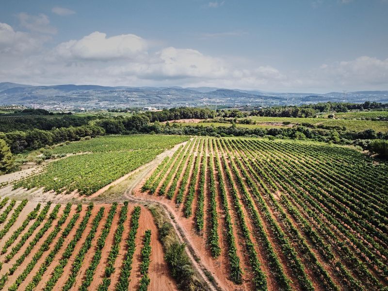 uvas viñedos bodega roger goulart