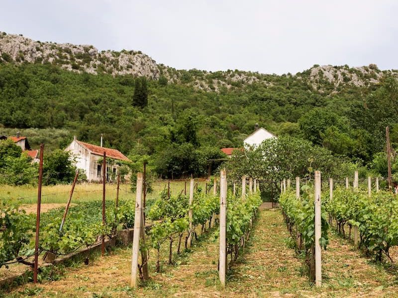 vinos gallegos viñedo