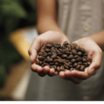 ¿Cuál es la diferencia entre el café de especialidad y el café comercial? Imagen de Gideon Putra