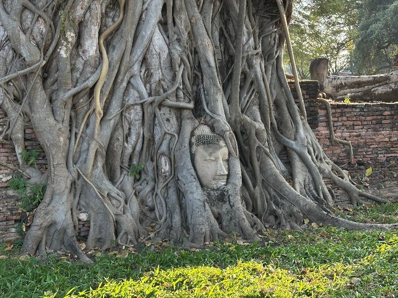 Viajar a tailandia Ayutthaya buda en el arbol