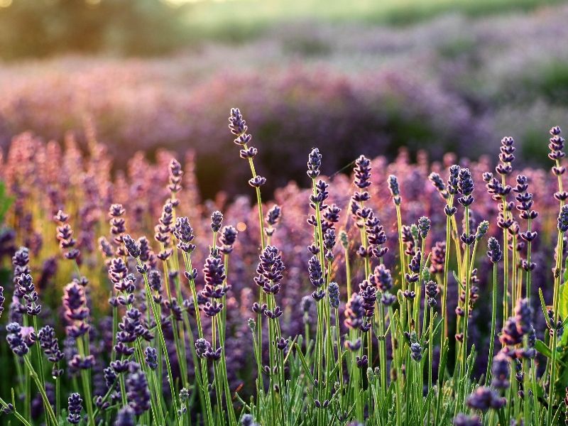 Lavanda
