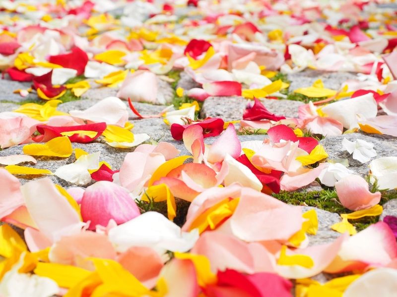 Petalos de rosa